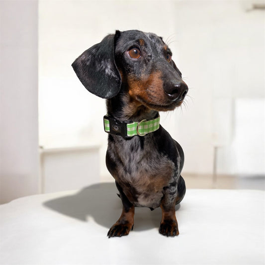 Greenic - Pack esencial