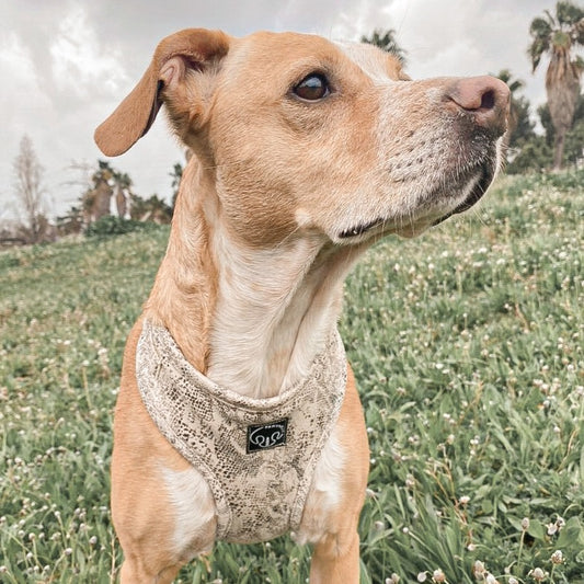 Cobra - Arnes ajustable - TALLA S