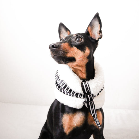 Terciopelo - Buff para perros