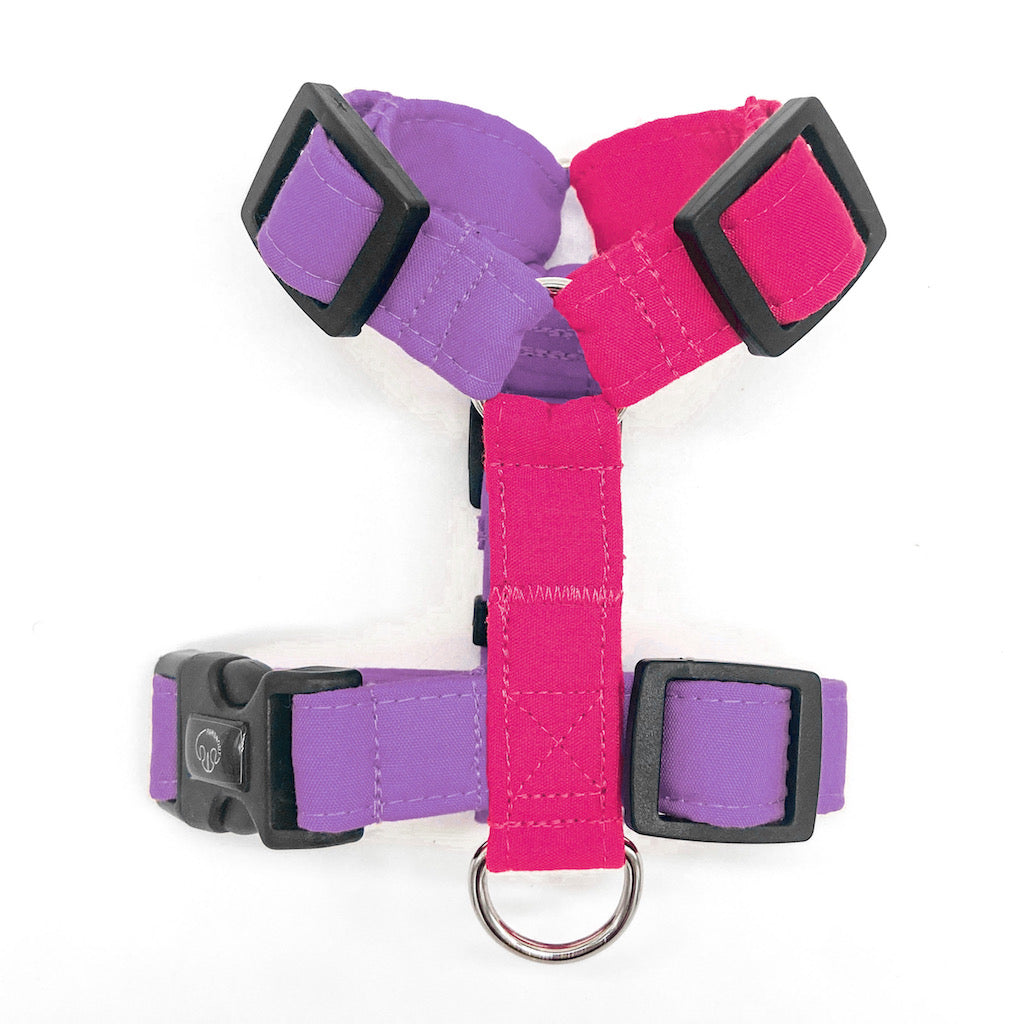 Basic - Personalizable - Arnes H Esencial