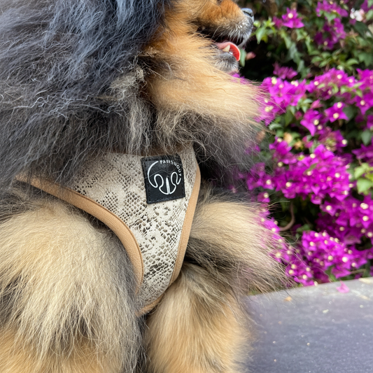 Cobra - Arnes Step in