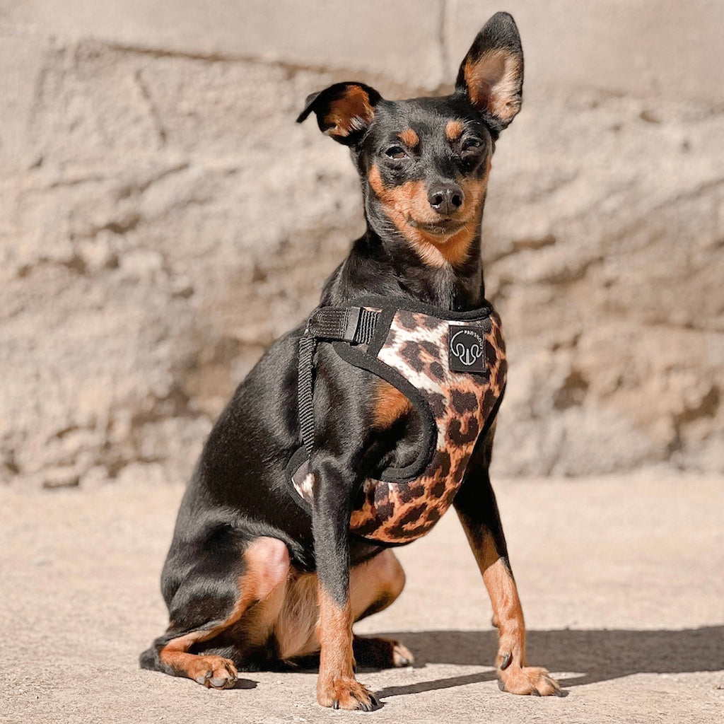 Wild Leopard - Arnes Step in Esencial