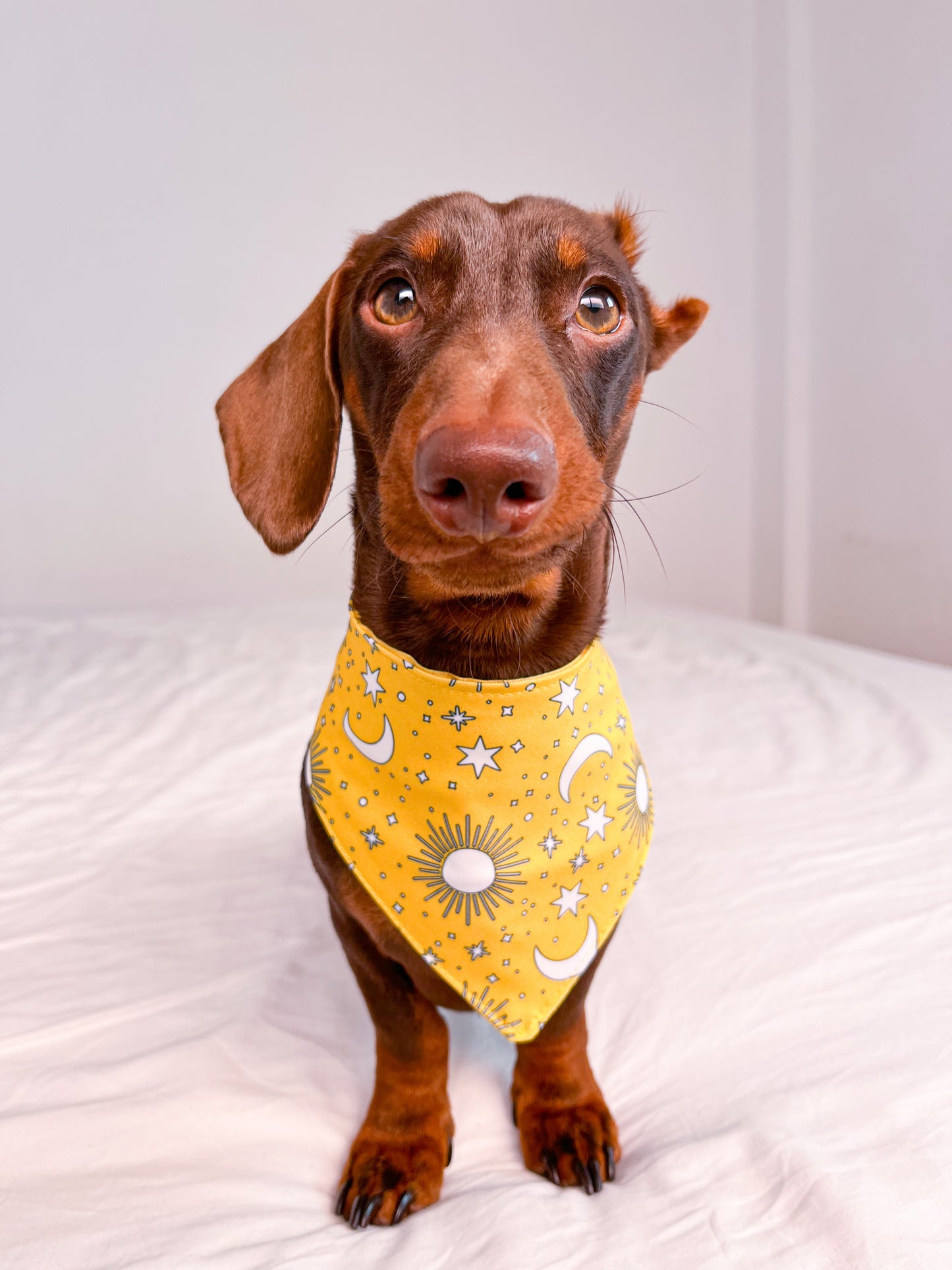 Golden Hour - Bandana para perros Esencial
