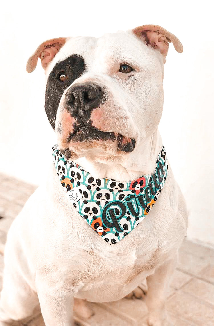Bandana Panda - Talla XS